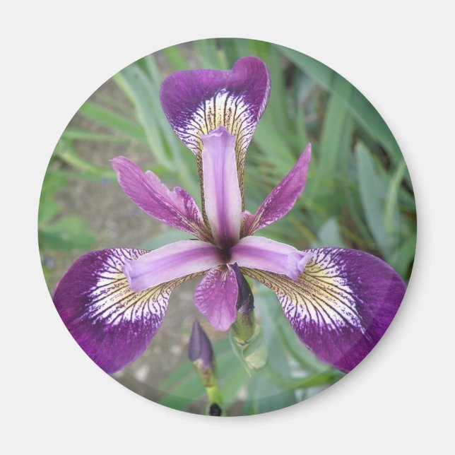 Lila Iris Magnet (Framsidan)