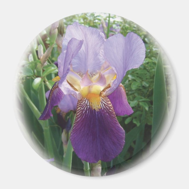 Lila Iris Magnet (Framsidan)