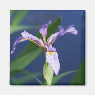 Lila Iris Magnet
