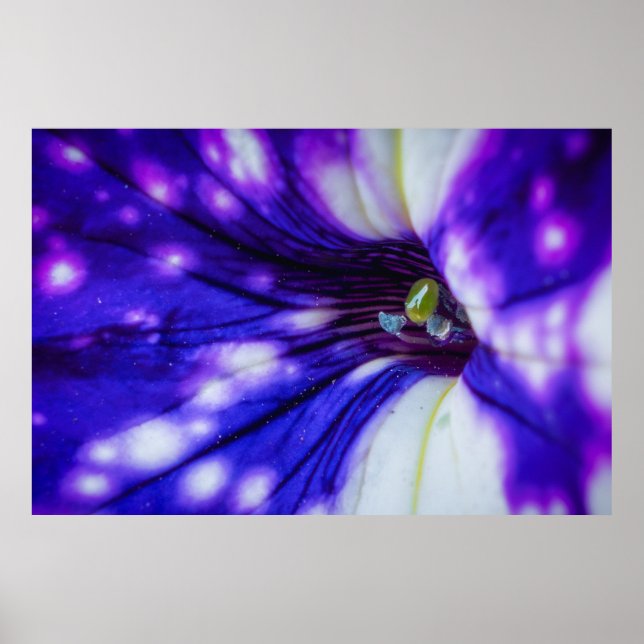 Lila Iris Makro – Vibrerande Närbildskonst av Blom Poster (Framsidan)