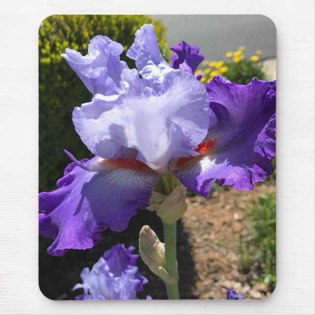 Lila Iris Mouse Pad Musmatta (Framsidan)