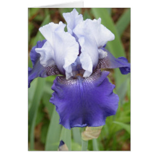 Lila Iris OBS Kort