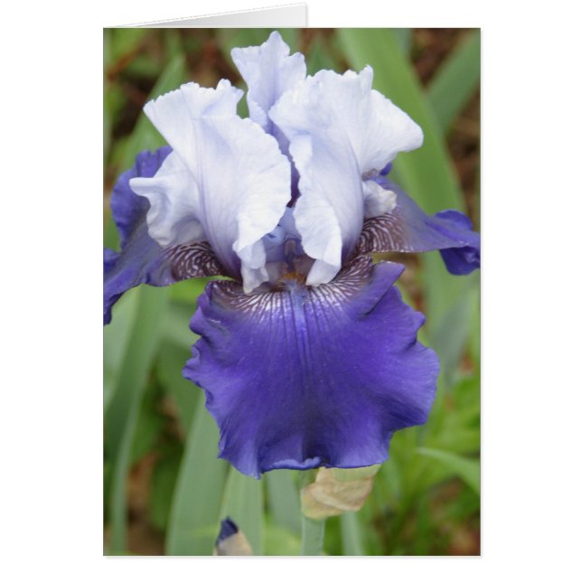Lila Iris OBS Kort (Framsidan)