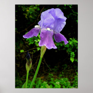 Lila Iris Poster