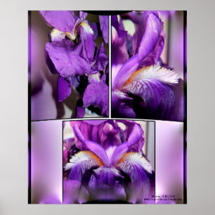 Lila Iris Poster