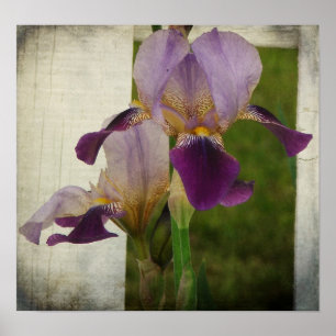 Lila Iris Poster