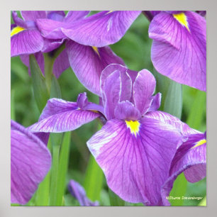 "LILA IRIS" POSTER