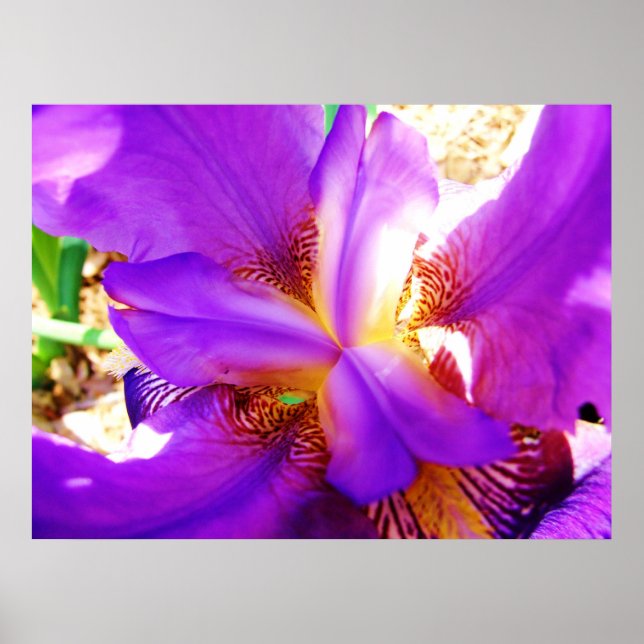 Lila Iris Poster (Framsidan)