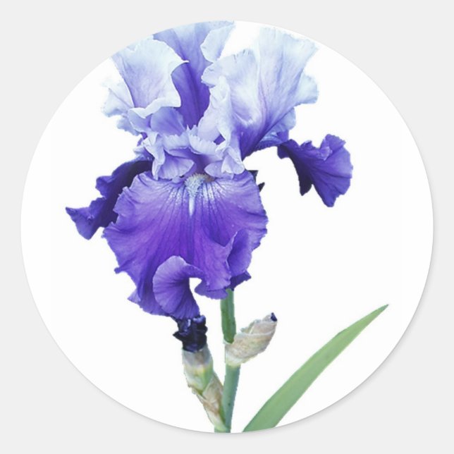 lila iris runt klistermärke (Framsida)
