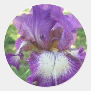 Lila Iris Runt Klistermärke