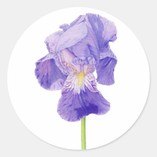 Lila Iris Sticker Runt Klistermärke