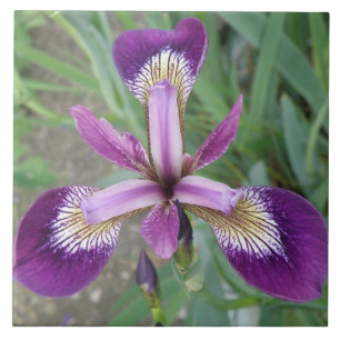 Lila iris Tile Kakelplatta