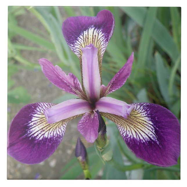 Lila iris Tile Kakelplatta (Framsidan)