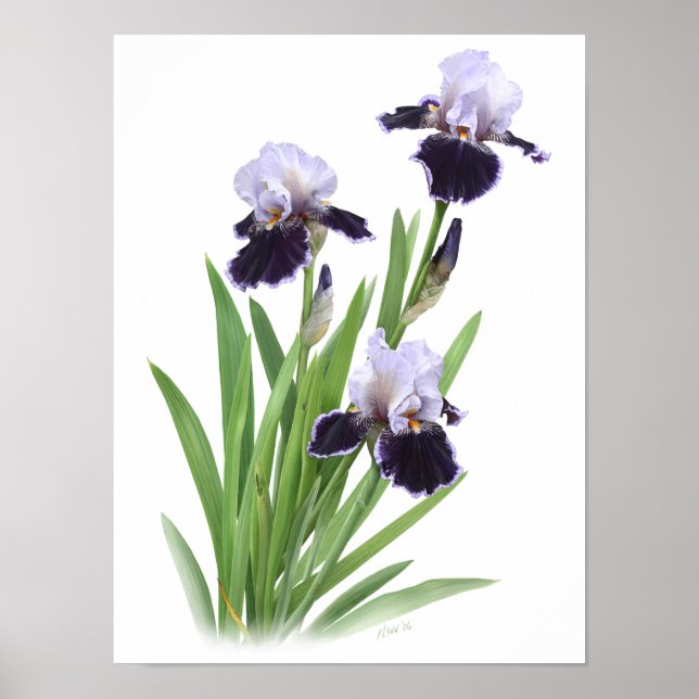 Lila Iris Trio Original Konsttryck Poster (Framsidan)