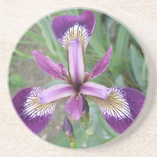 Lila Iris Underlägg