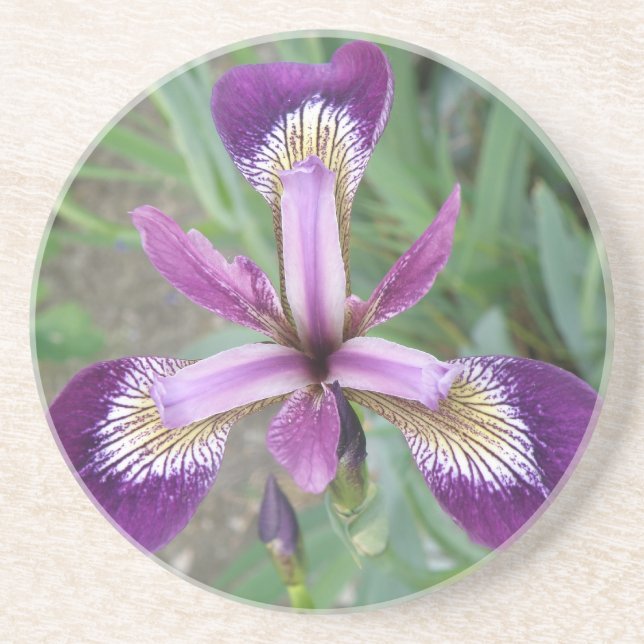 Lila Iris Underlägg (Framsidan)