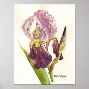 Lila Iris vattenfärg Poster