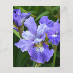 Lila iris vykort