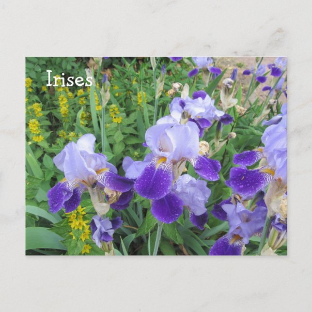 Lila Iris Vykort (Framsida)