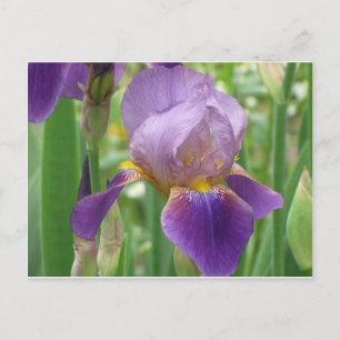Lila Iris Vykort