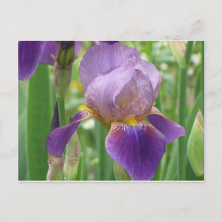 Lila Iris Vykort