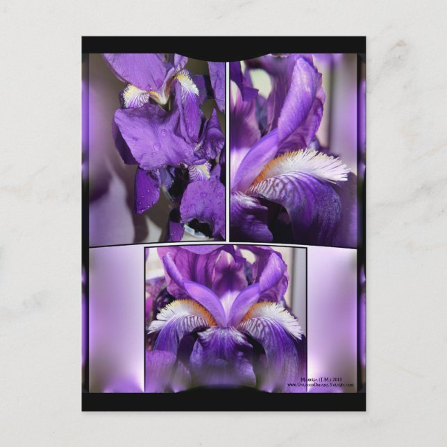Lila Iris Vykort (Framsida)