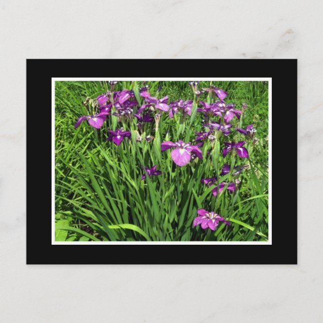 Lila Iris Vykort (Framsida)