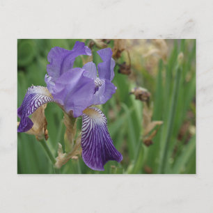 Lila Iris Vykort