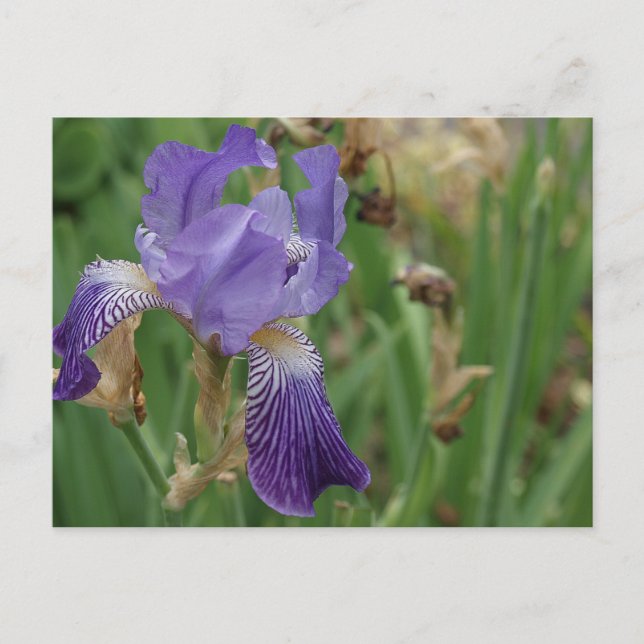 Lila Iris Vykort (Framsida)