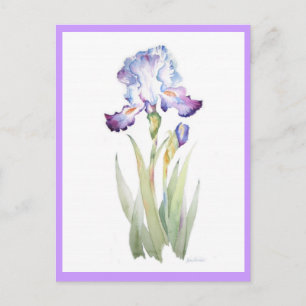 Lila Iris Vykort