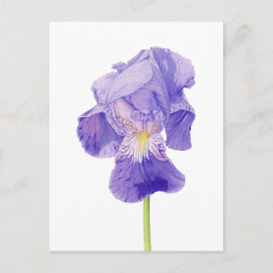 Lila Iris-vykort Vykort