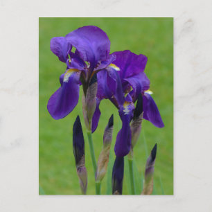 Lila Iris-vykort Vykort