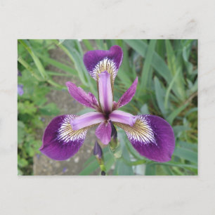 Lila Iris-vykort Vykort