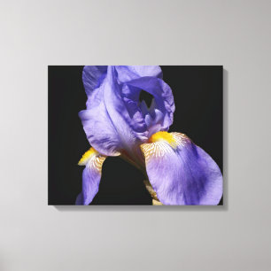 Lila Iris Wrapped Canvas