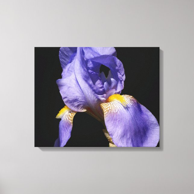 Lila Iris Wrapped Canvas (Framsida)