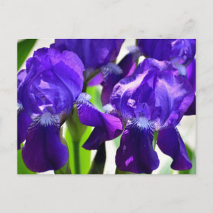Lila Irisar Iris Blomma Vykort