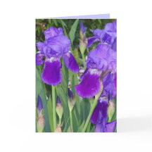 Lila Irises Birday Card