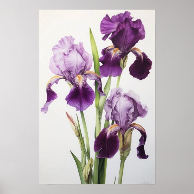 Lila Irises Flower Art Print Poster (Framsidan)