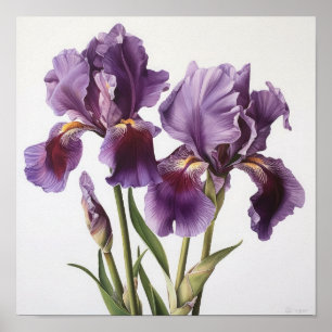 Lila Irises Flower Art Print Poster