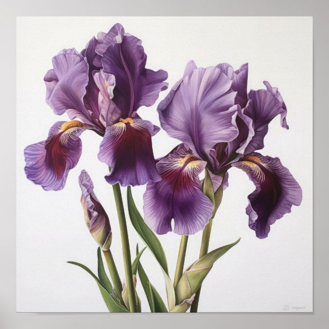 Lila Irises Flower Art Print Poster (Framsidan)