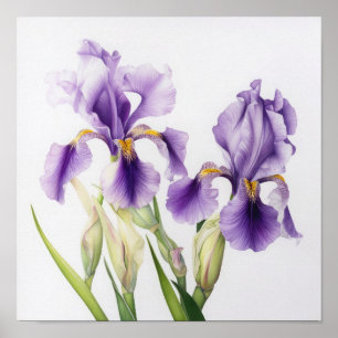 Lila Irises Flower Art Print Poster