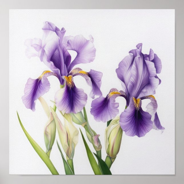 Lila Irises Flower Art Print Poster (Framsidan)
