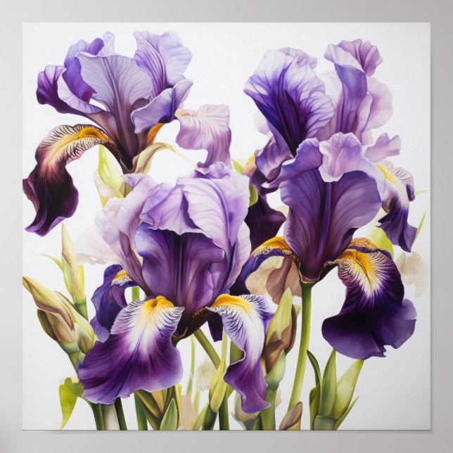 Lila Irises Flower Art Print Poster (Framsidan)