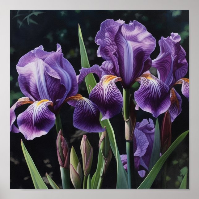 Lila Irises Flower Art Print Poster (Framsidan)