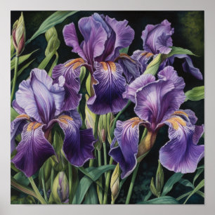 Lila Irises Flower Art Print Poster