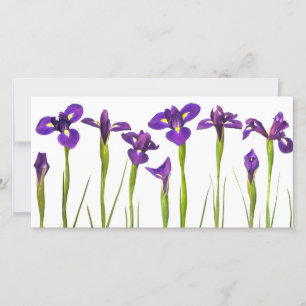 Lila Irises - Iris Flower Customized Template