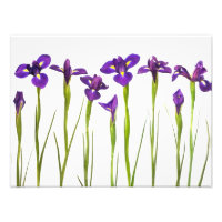 Lila Irises - Iris Flower Customized Template