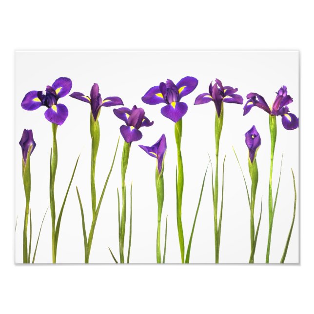 Lila Irises - Iris Flower Customized Template Fototryck (Framsidan)