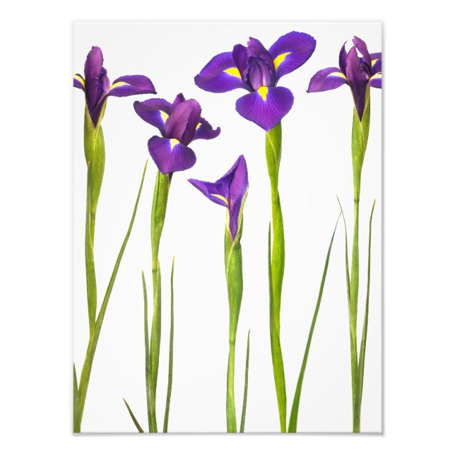 Lila Irises - Iris Flower Customized Template Fototryck (Framsidan)