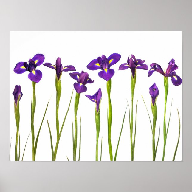 Lila Irises - Iris Flower Customized Template Poster (Framsidan)